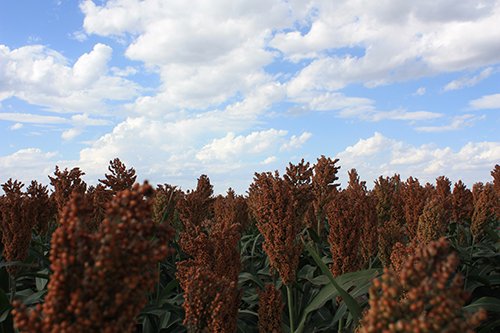 Property photo 107 - LAND AUCTION, 3255+/- Acres offered in 13 Tracts